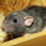 02_Tips-tips Mencegah Tikus Masuk Rumah_3