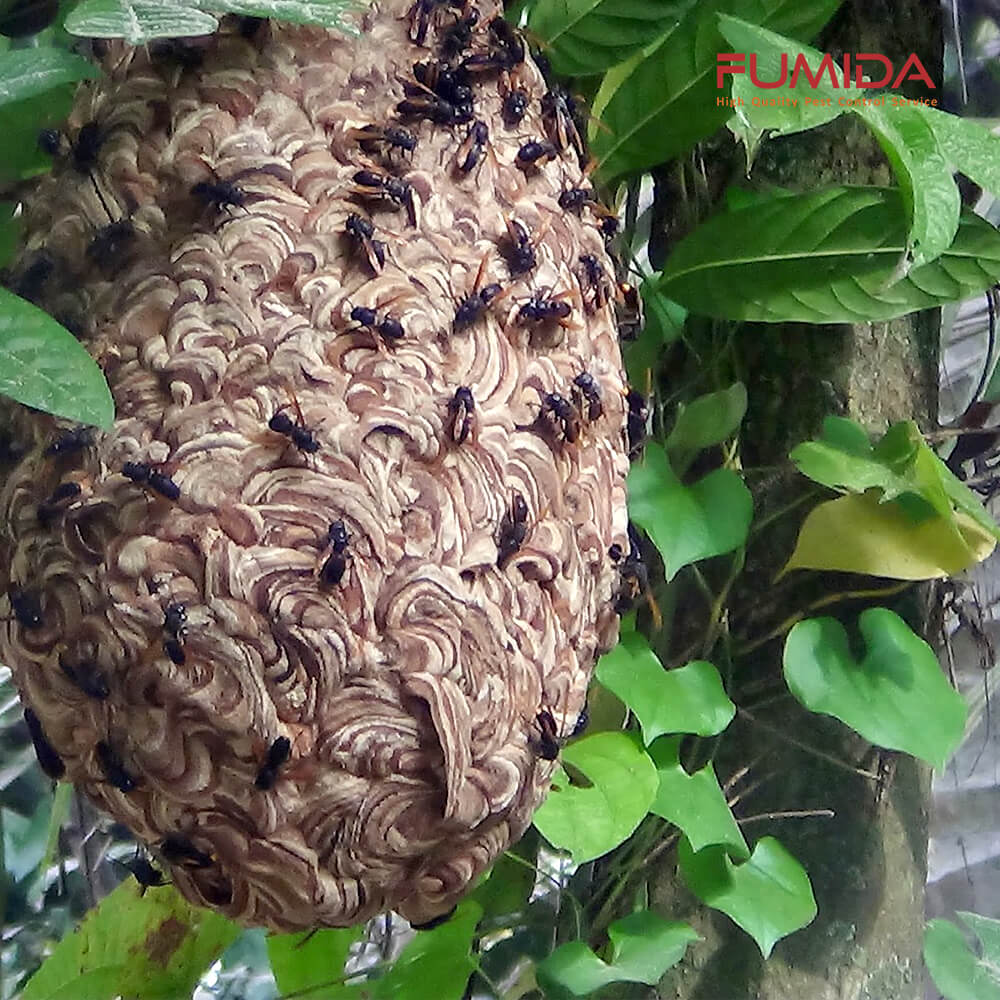 sarang-tawon-vespa.jpg